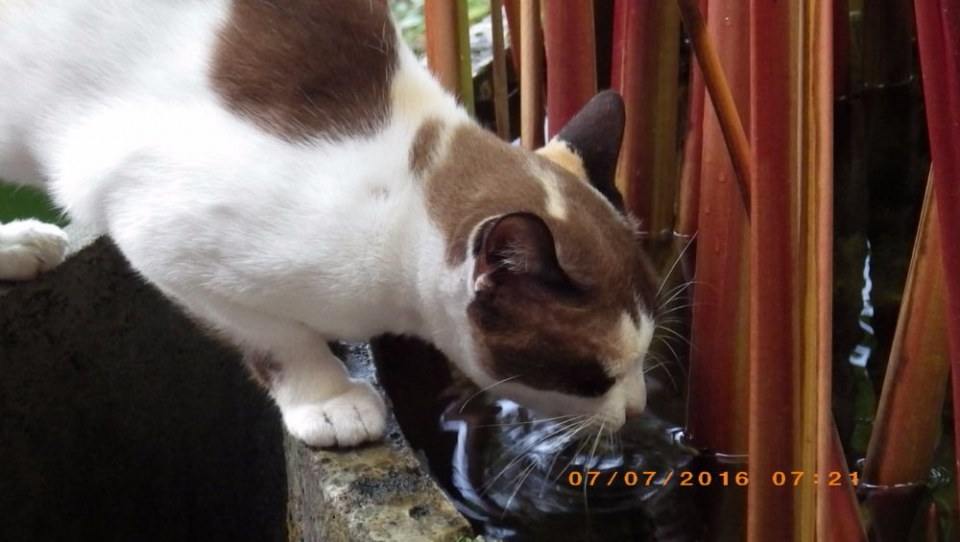 แมวไทย Cat in Thailand