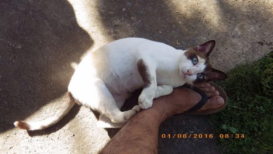 แมวไทย Cat in Thailand