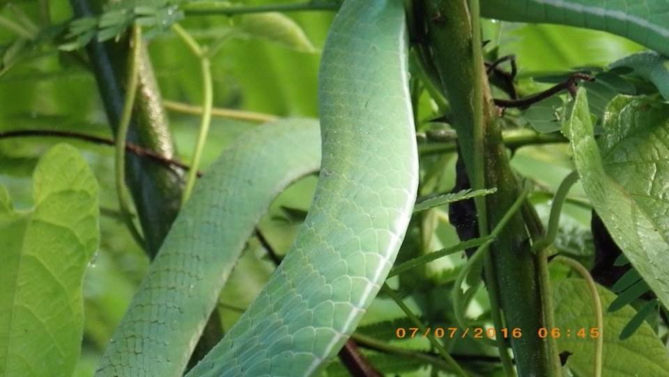 Green Snake งูเขียว