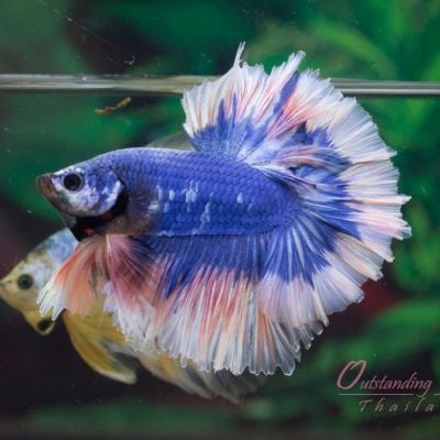 Outstanding Betta Thailand 01