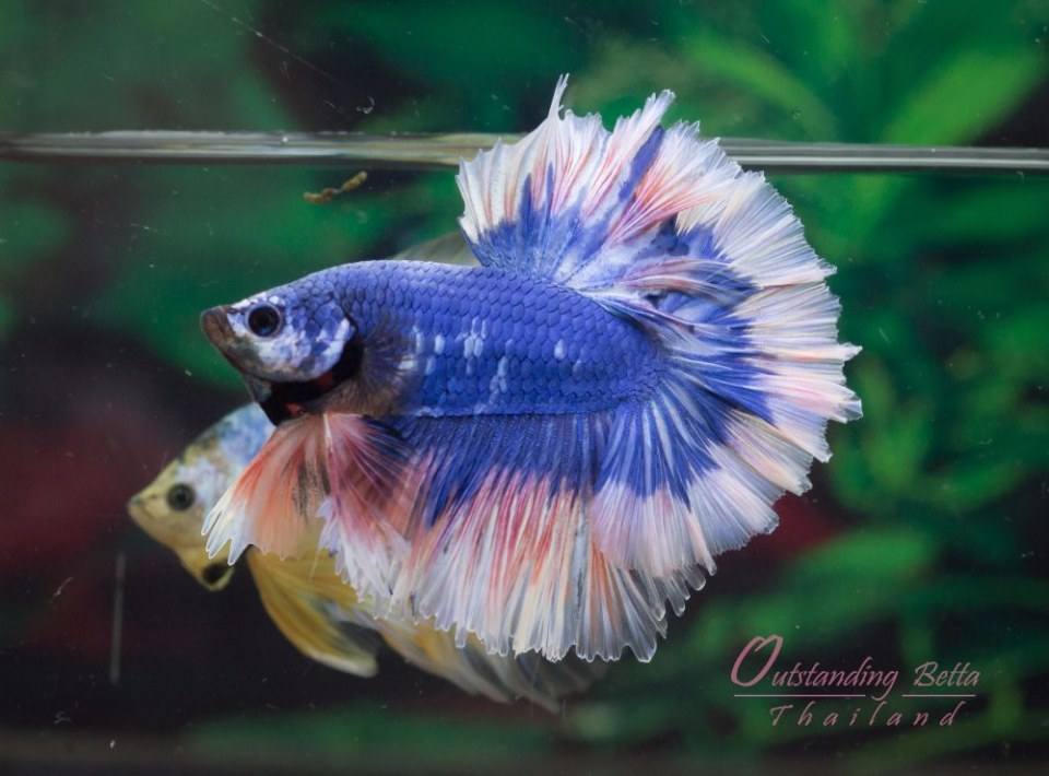 Outstanding Betta Thailand 01