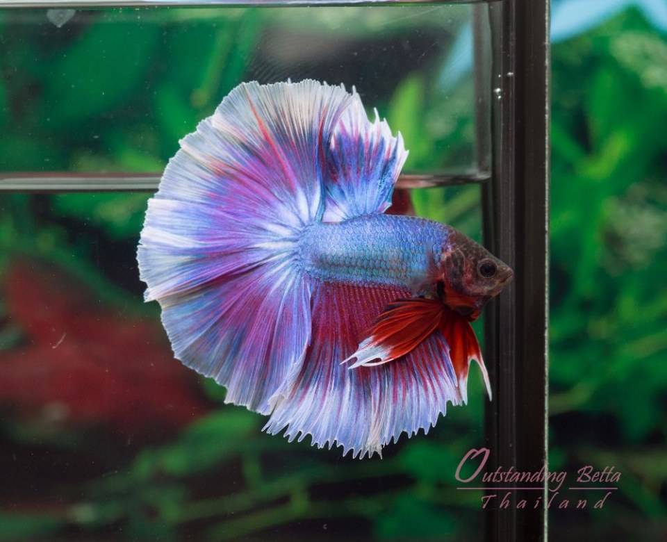 Outstanding Betta Thailand 01