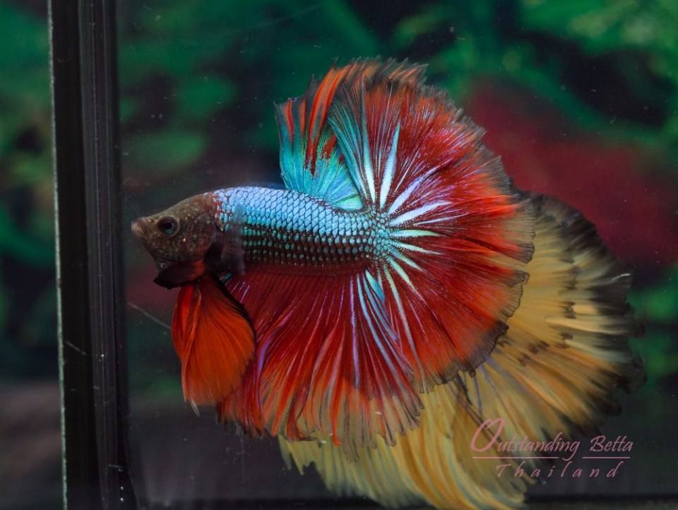 Outstanding Betta Thailand 01