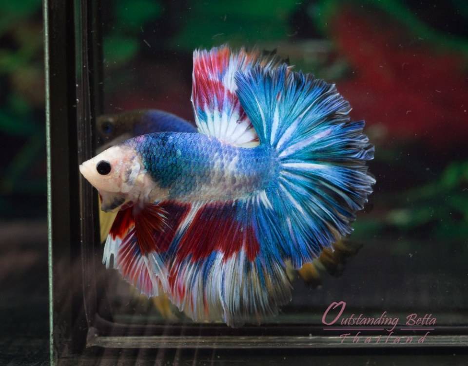 Outstanding Betta Thailand 01