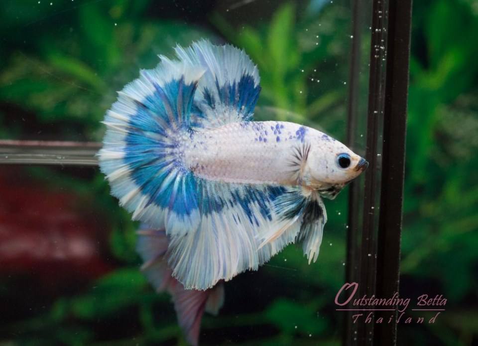 Outstanding Betta Thailand 01