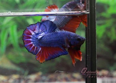 Outstanding Bettas Thailand