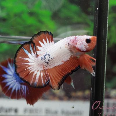 Outstanding Bettas Thailand