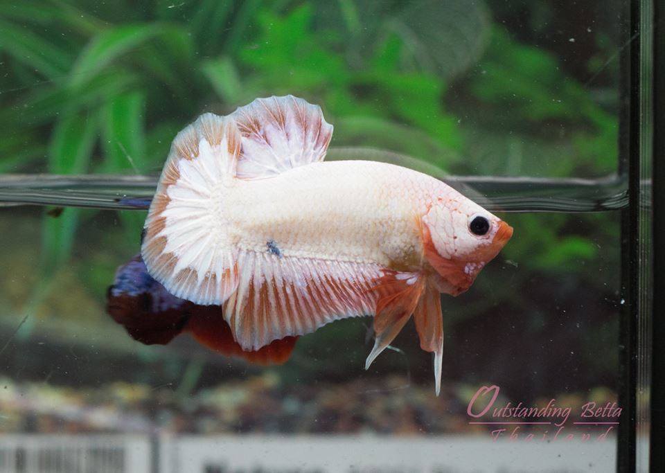 Outstanding Bettas Thailand