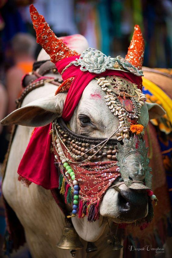 โคหรือวัวสำหรับชาวฮินดูจึงถือเป็นสัตว์ศักดิ์สิทธิ์ ชาวฮินดูจึงไม่ฆ่าโคและกินเนื้อวัว