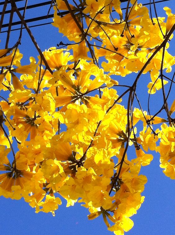 ดอกเซ็นโกล์เดอร์ vs ดอกสุพรรณิการ์ สีเหลือง ดอกสีตรัง สีม่วง