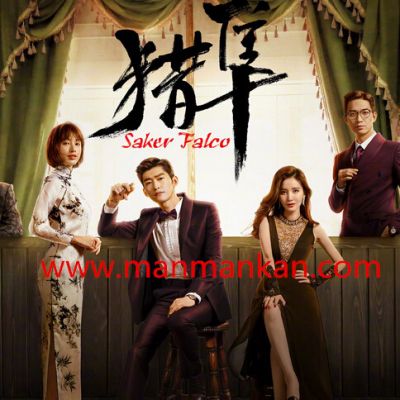 猎隼Saker Falco (2018)