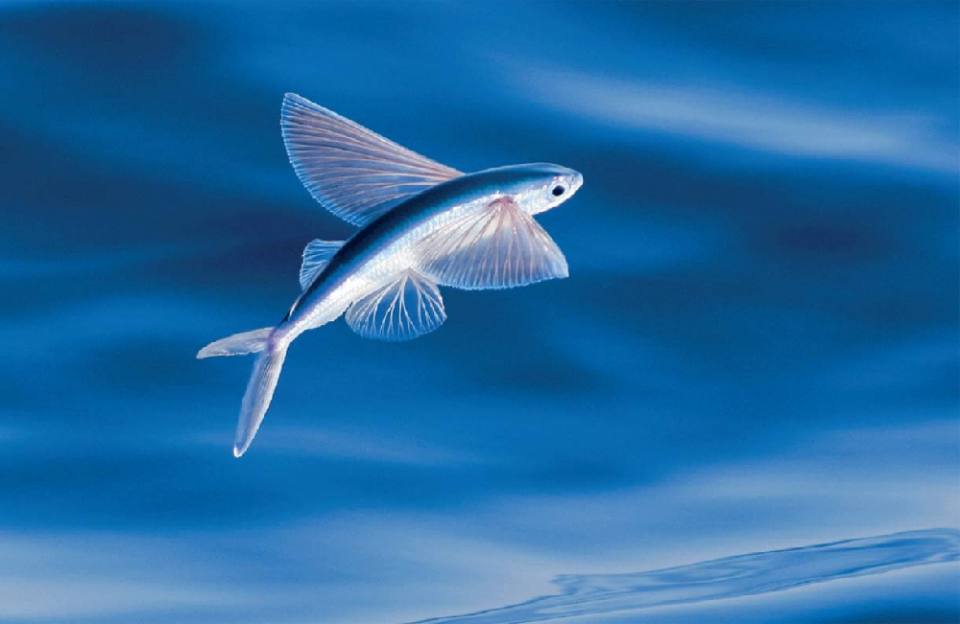 flying fish ปลานกกระจอก