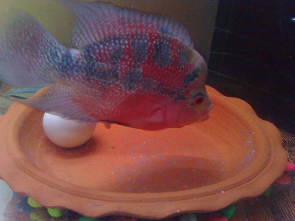 ปลาหมอสี กำลังออกไข่