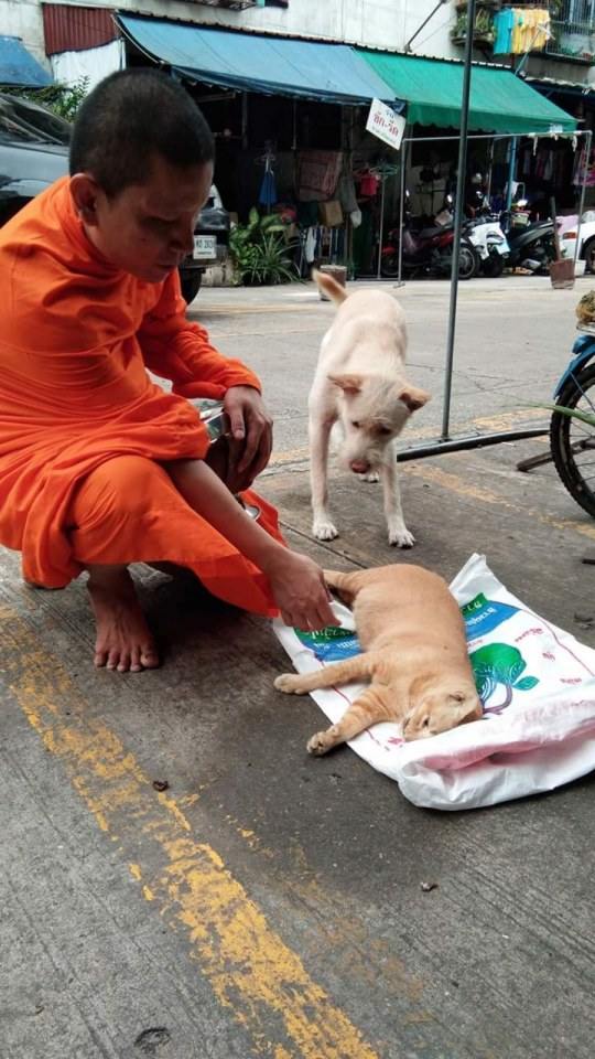 เพื่อนรัก....ต่างสายพันธุ์ - เพื่อนกันตลอดไป