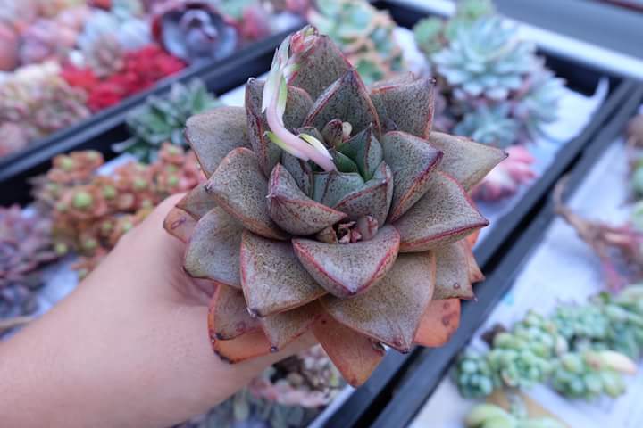 Succulent