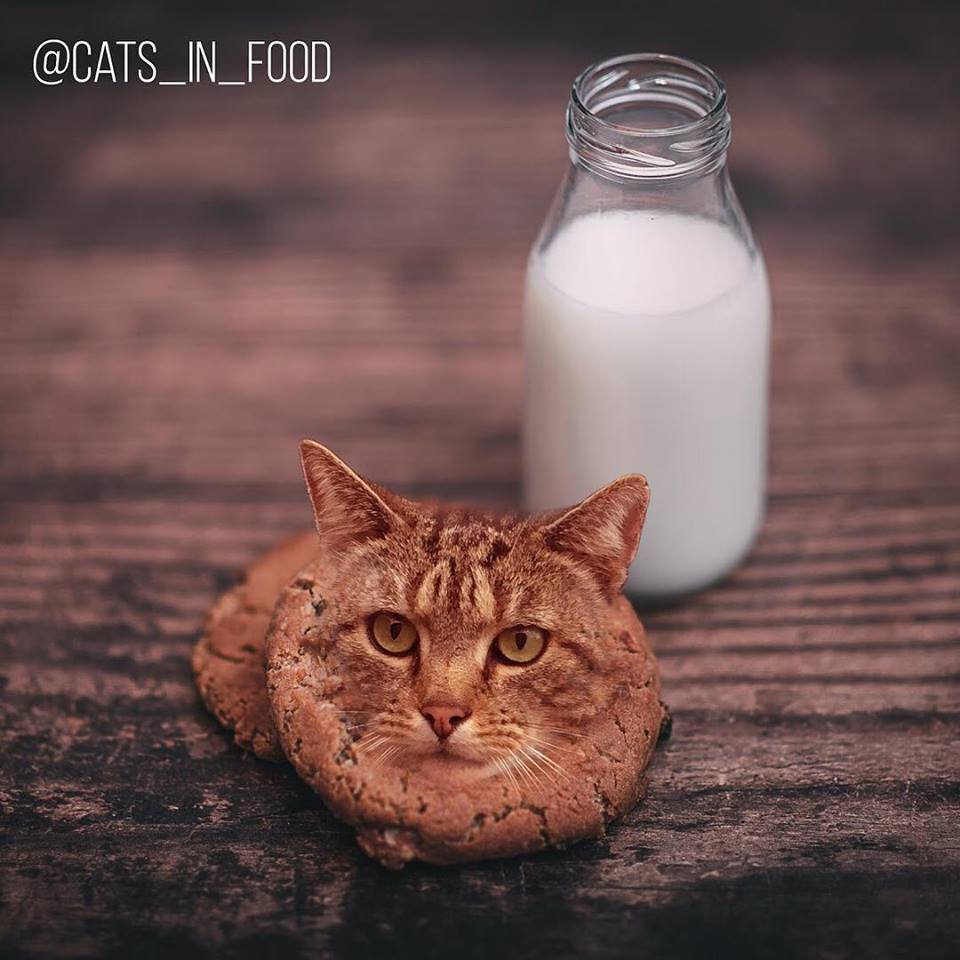 อาหาร(ที่มี)แมว