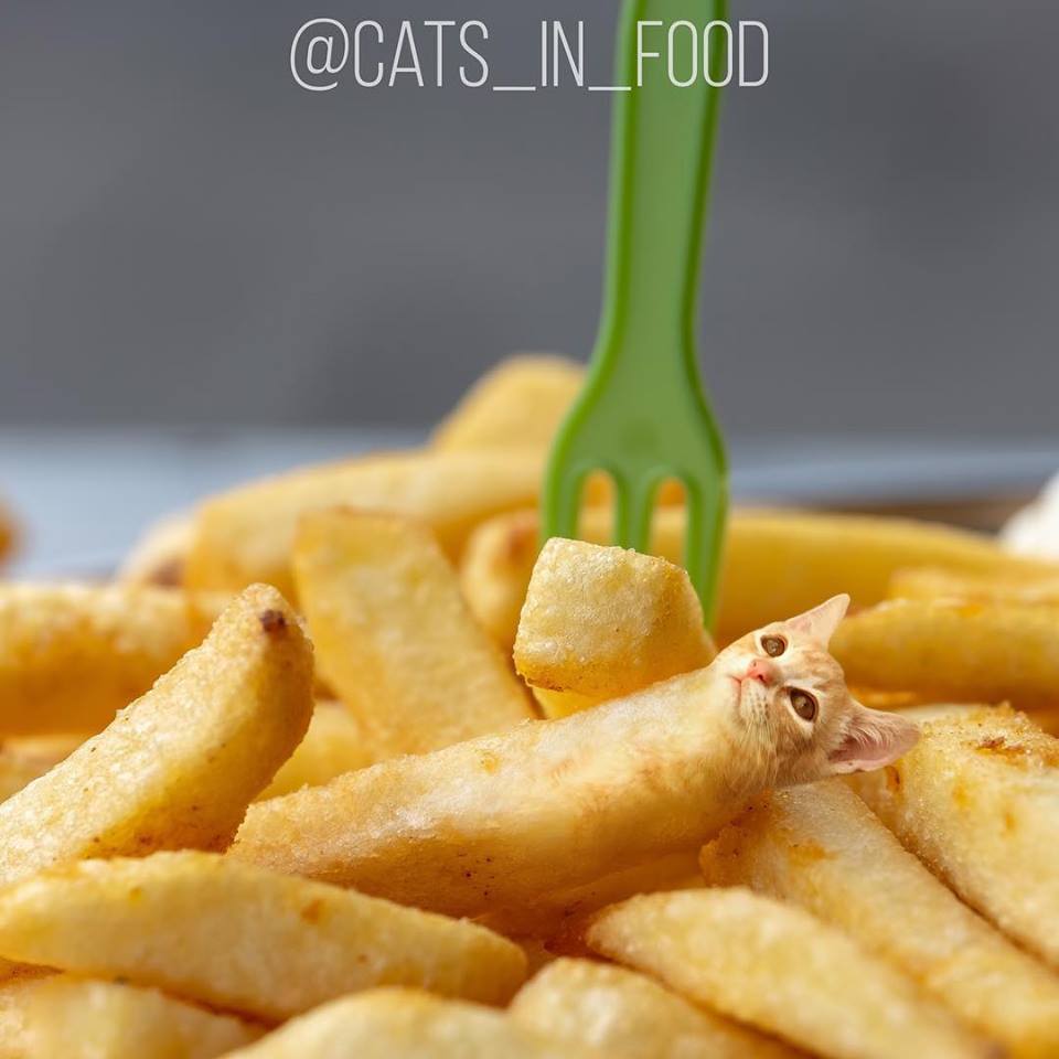 อาหาร(ที่มี)แมว