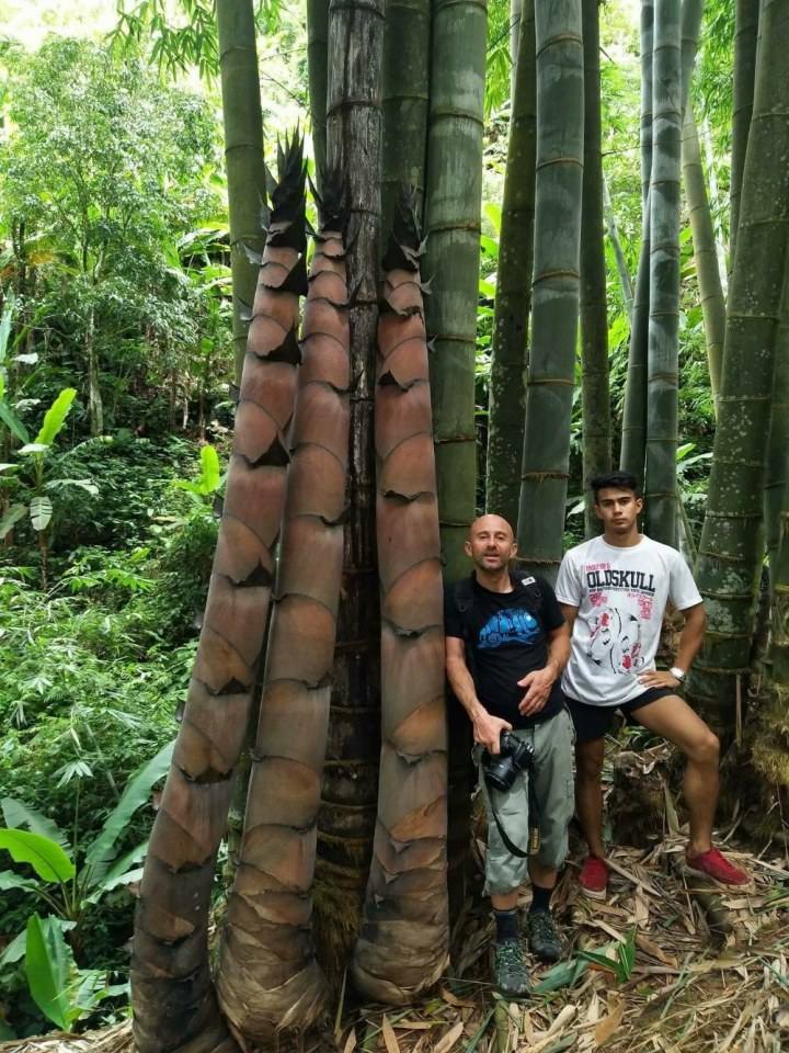 ภาพผู้ชายที่มีพืชใบเลี้ยงเดี่ยวเป็นองค์ประกอบหนึ่งของภาพ 4,380