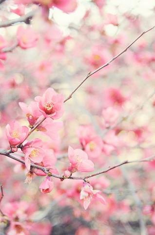 Beautiful flowers