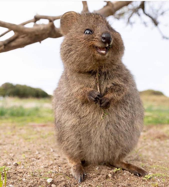 Quokka