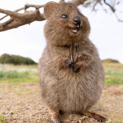 Quokka