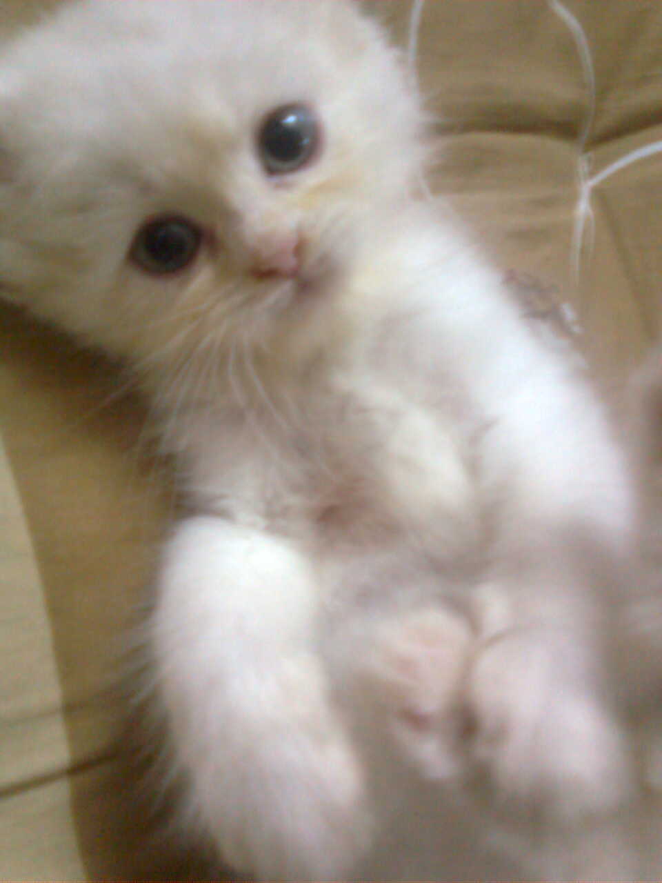 อันนี้แถมให้แมวเค้าเอง