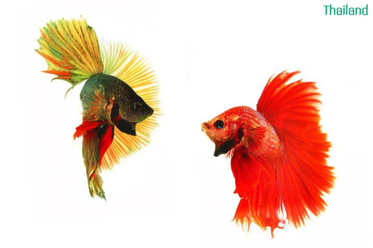 THAILAND 🇹🇭 | ปลากัดไทย, Siamese Fighting fish