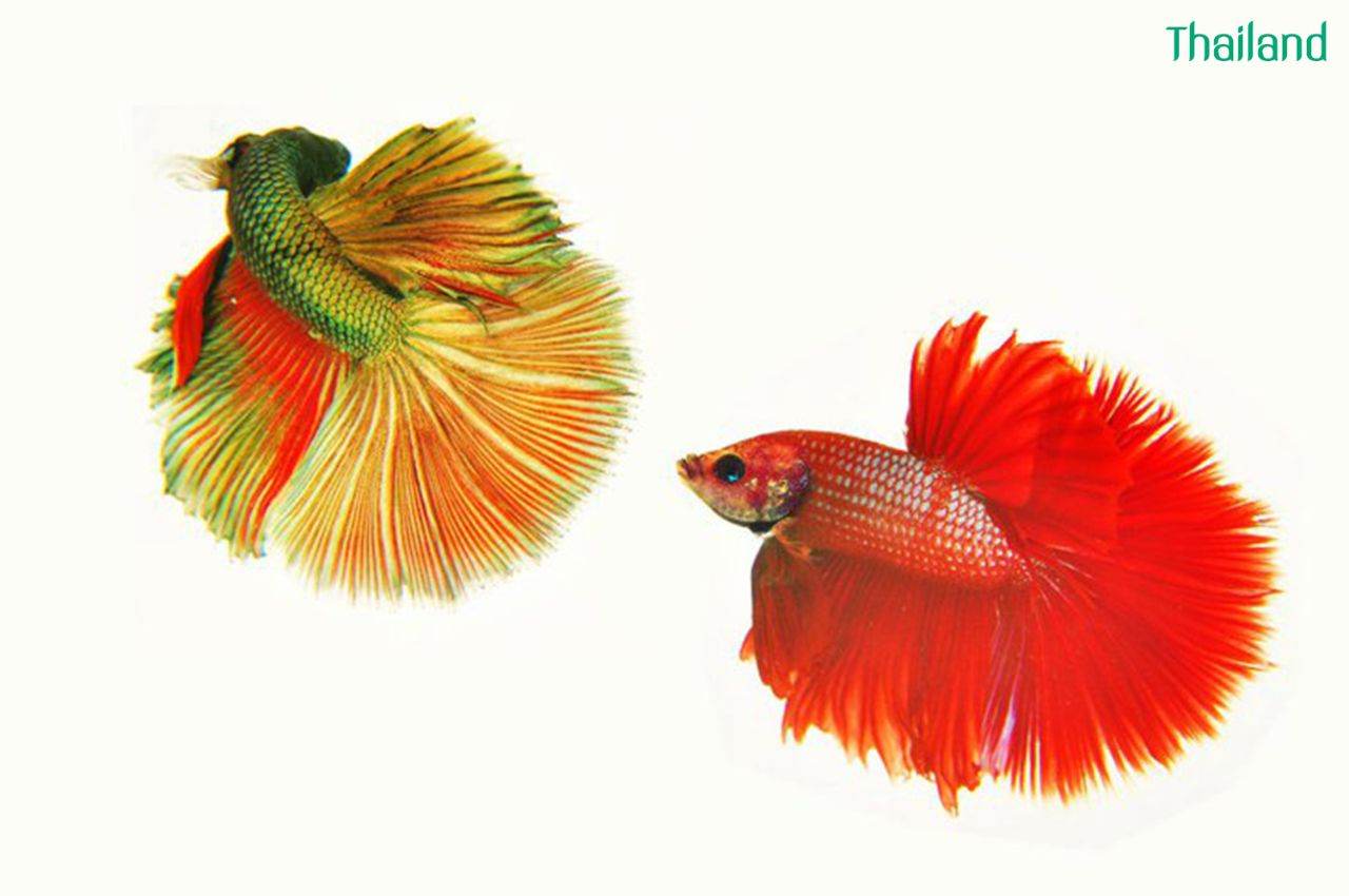 THAILAND 🇹🇭 | ปลากัดไทย, Siamese Fighting fish