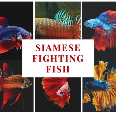 Fighter of Siam Origin of all types of betta fish | THAILAND 🇹🇭