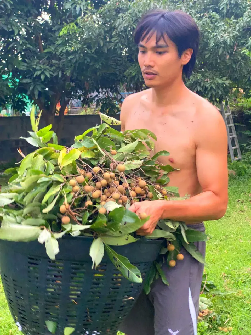 อาเต๋าไทบ้าน