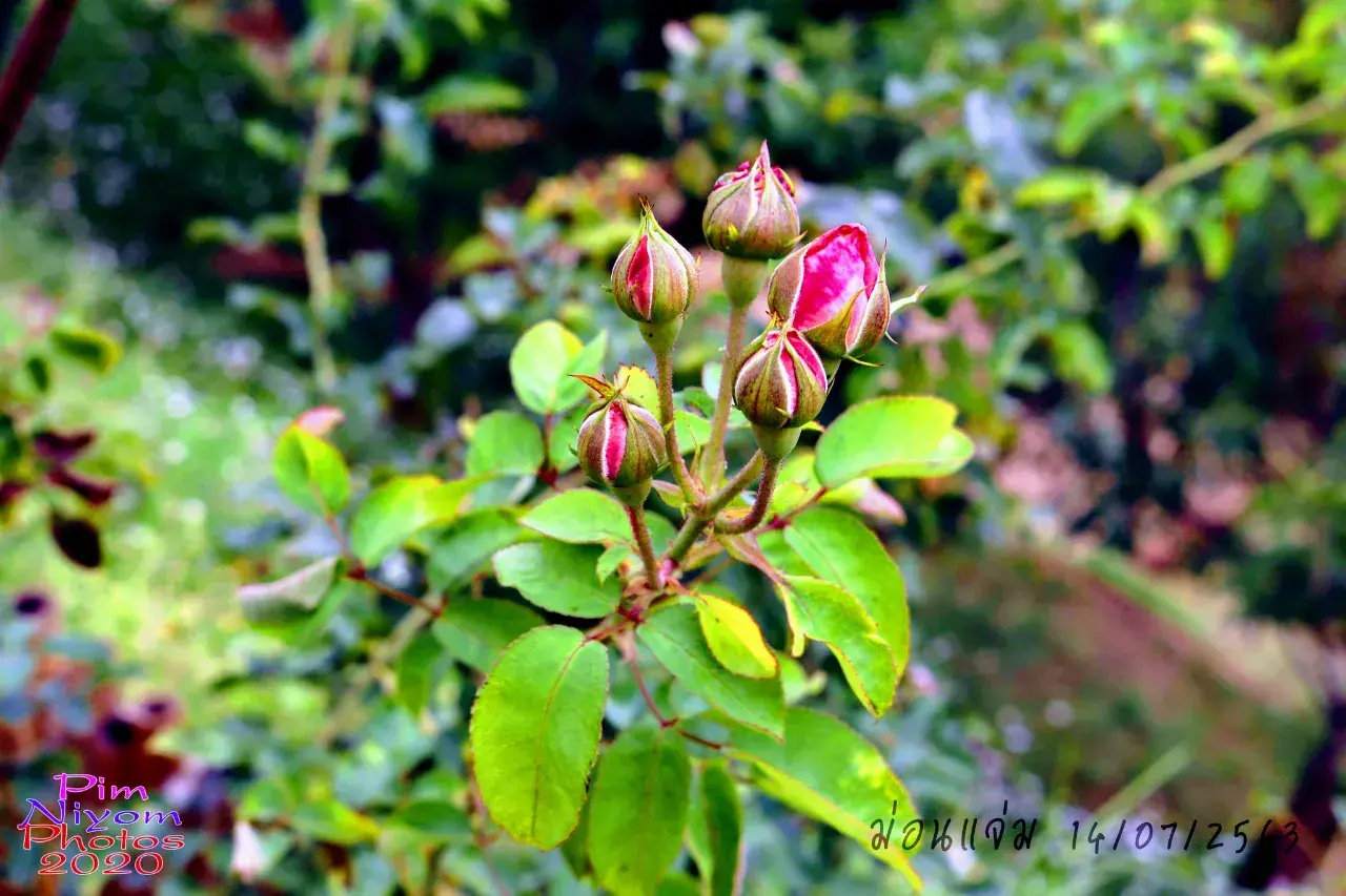 ดอกไม้ #ม่อนแจ่ม #เชียงใหม่