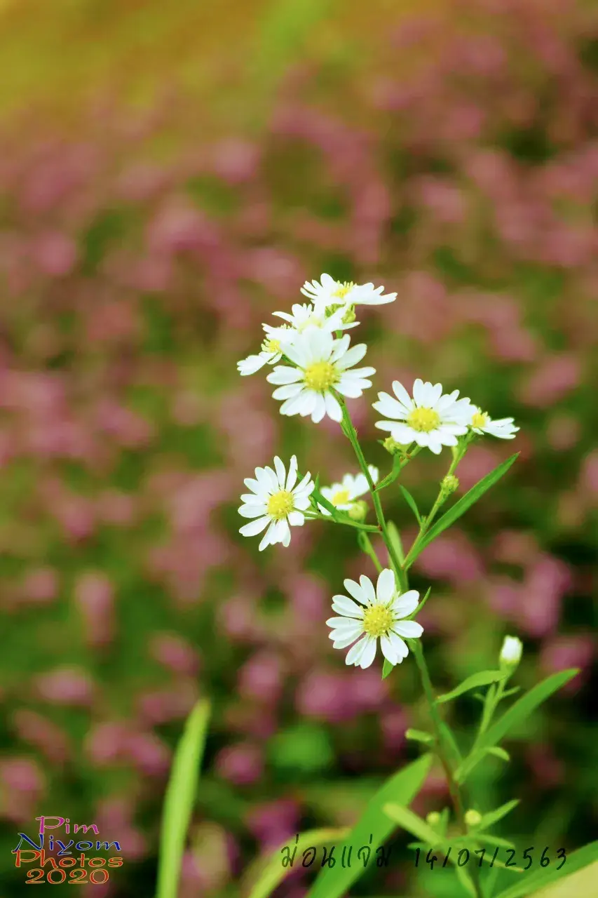 ดอกไม้ #ม่อนแจ่ม #เชียงใหม่