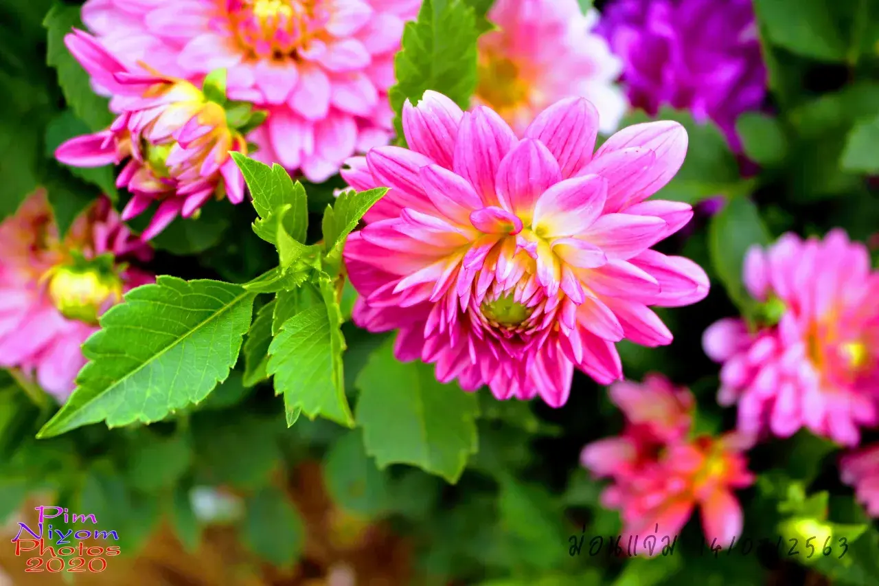 ดอกไม้ #ม่อนแจ่ม #เชียงใหม่