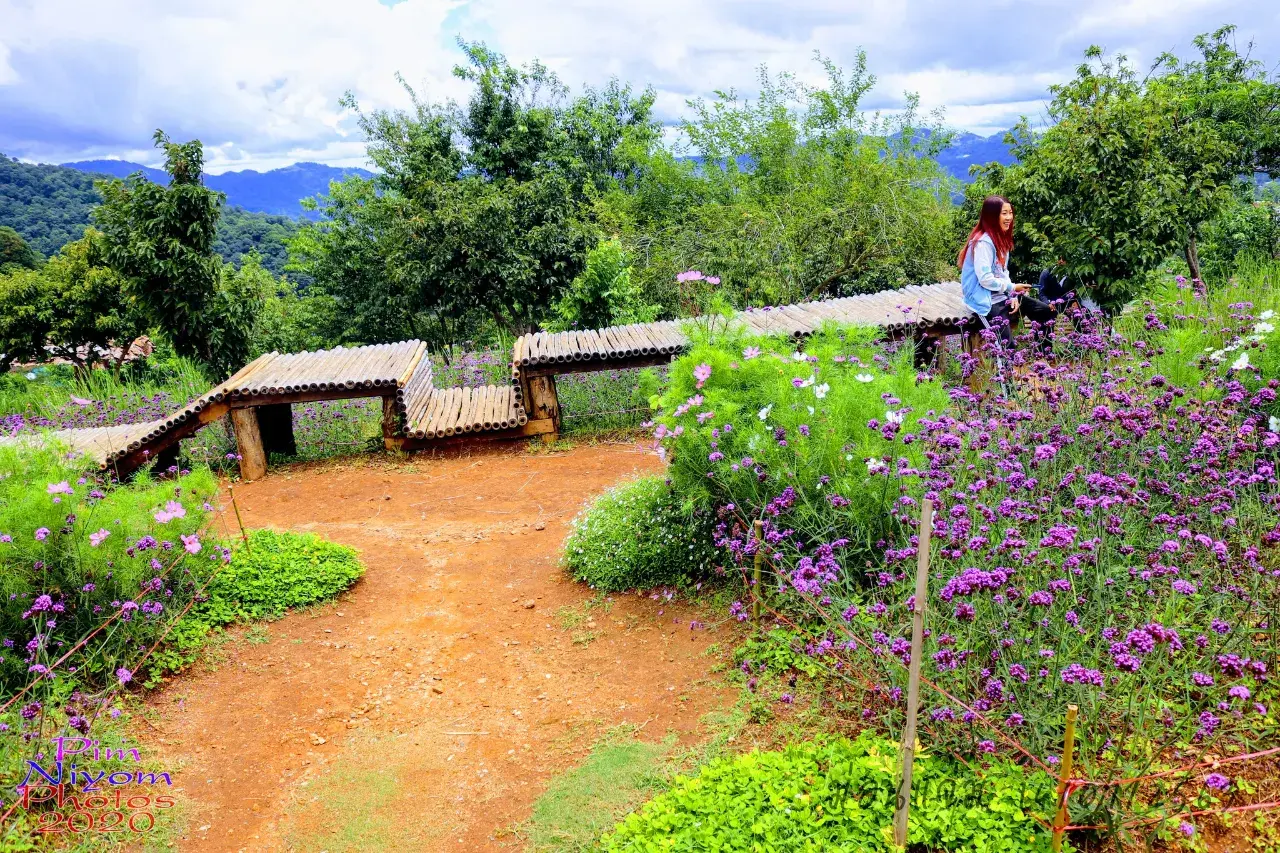 ดอกไม้ #ม่อนแจ่ม #เชียงใหม่