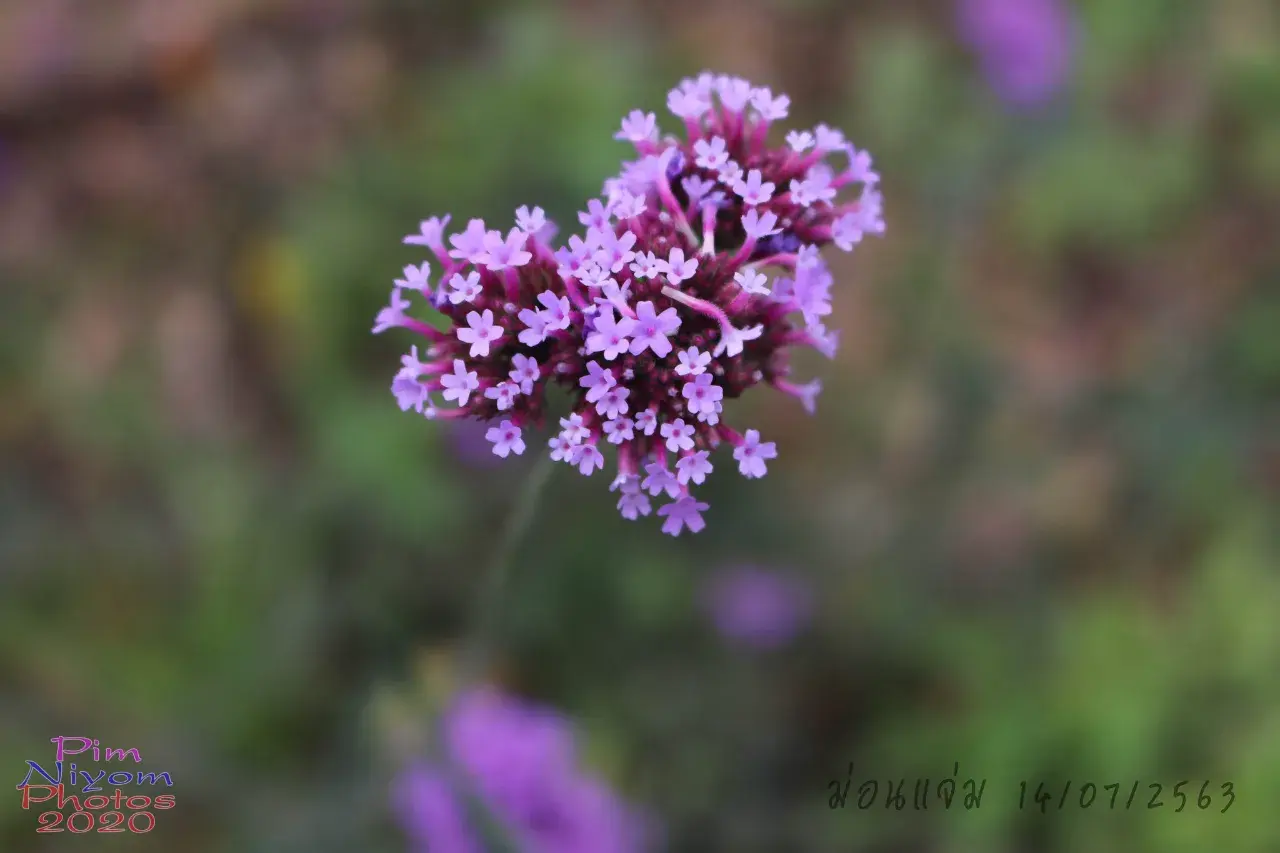 ดอกไม้ #ม่อนแจ่ม #เชียงใหม่