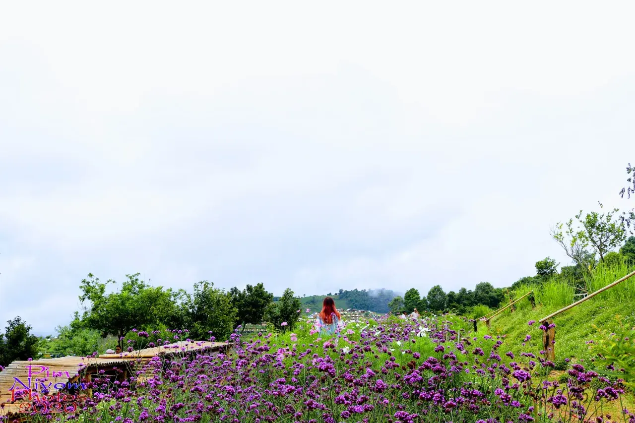 ดอกไม้ #ม่อนแจ่ม #เชียงใหม่