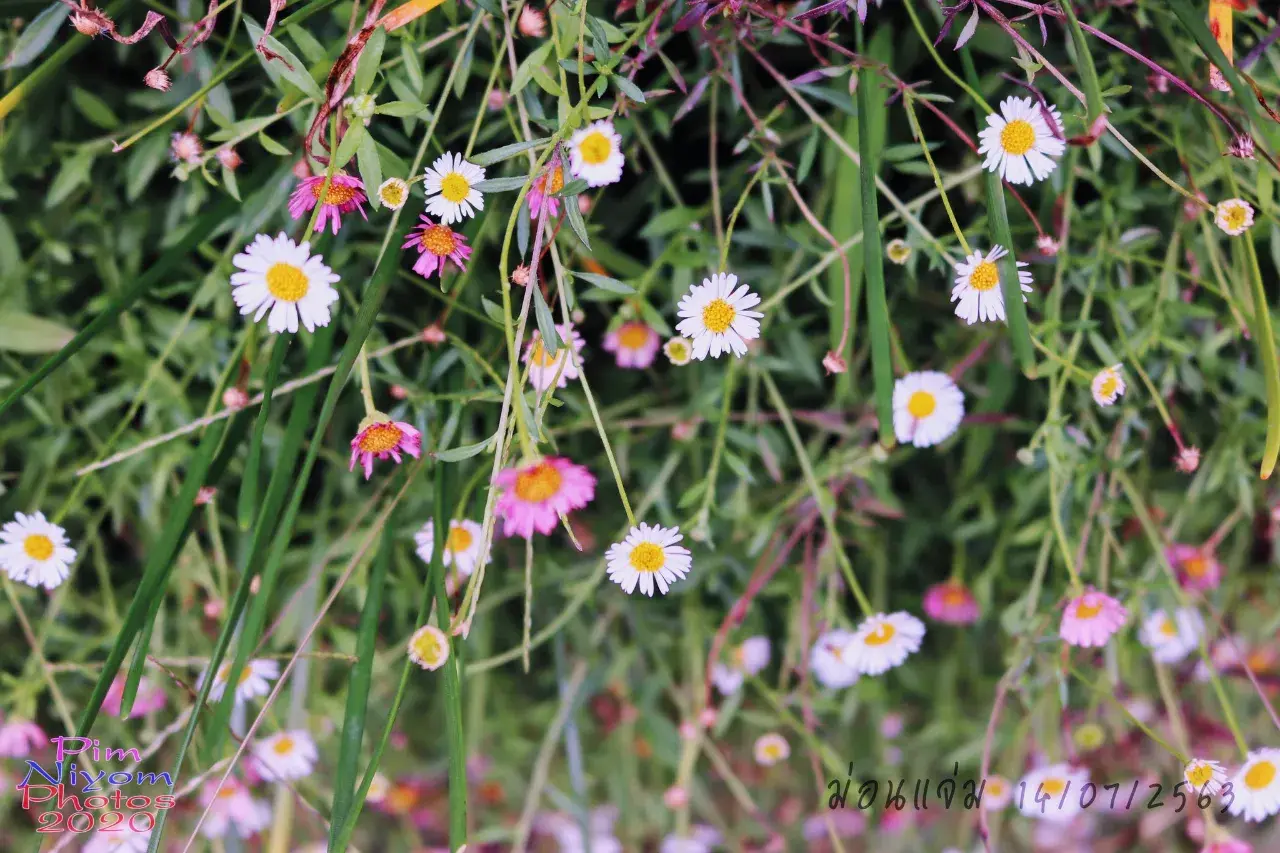 ดอกไม้ #ม่อนแจ่ม #เชียงใหม่