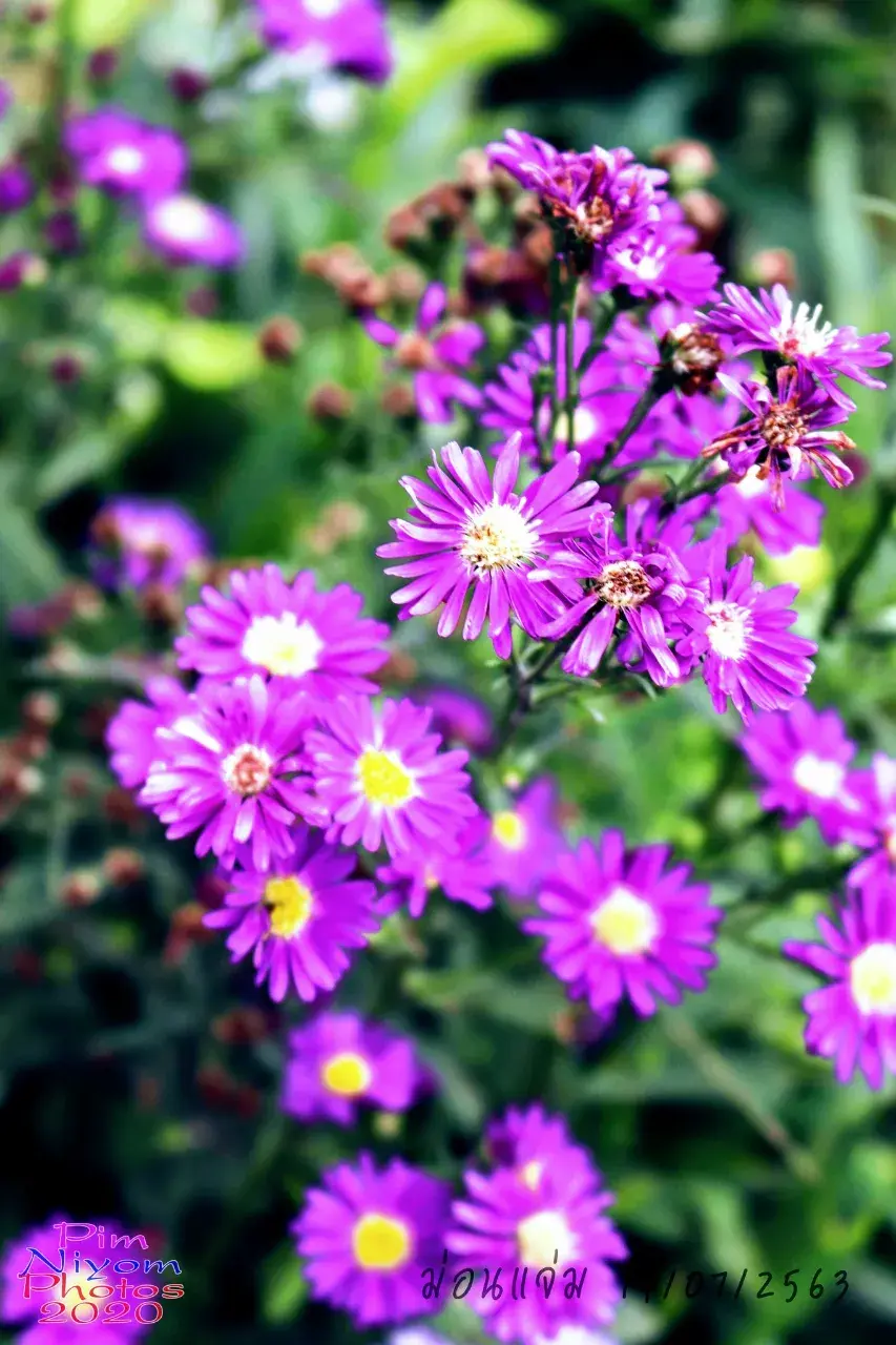 ดอกไม้ #ม่อนแจ่ม #เชียงใหม่