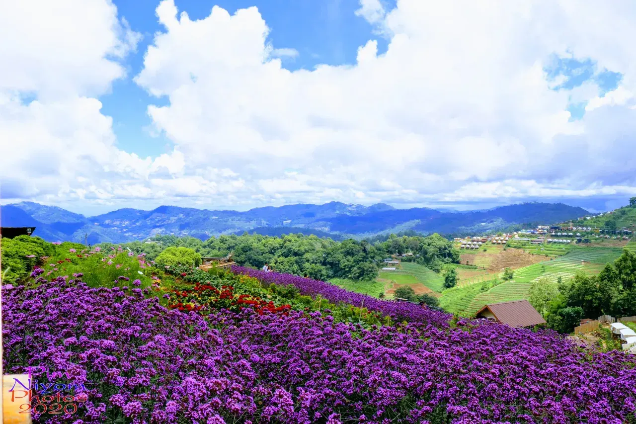 ดอกไม้ #ม่อนแจ่ม #เชียงใหม่