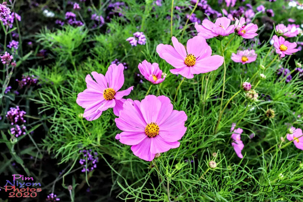 ดอกไม้ #ม่อนแจ่ม #เชียงใหม่