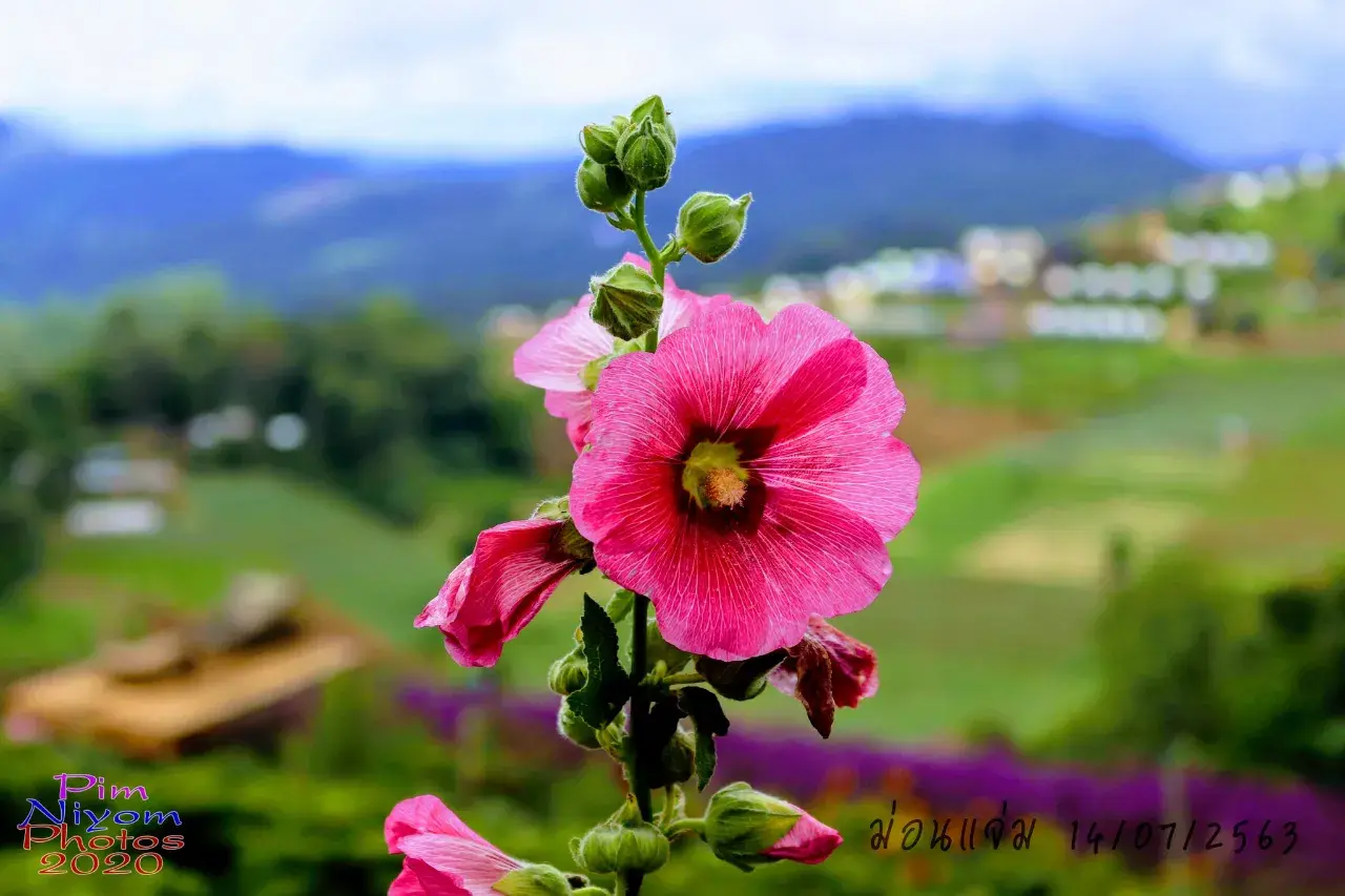 ดอกไม้ #ม่อนแจ่ม #เชียงใหม่