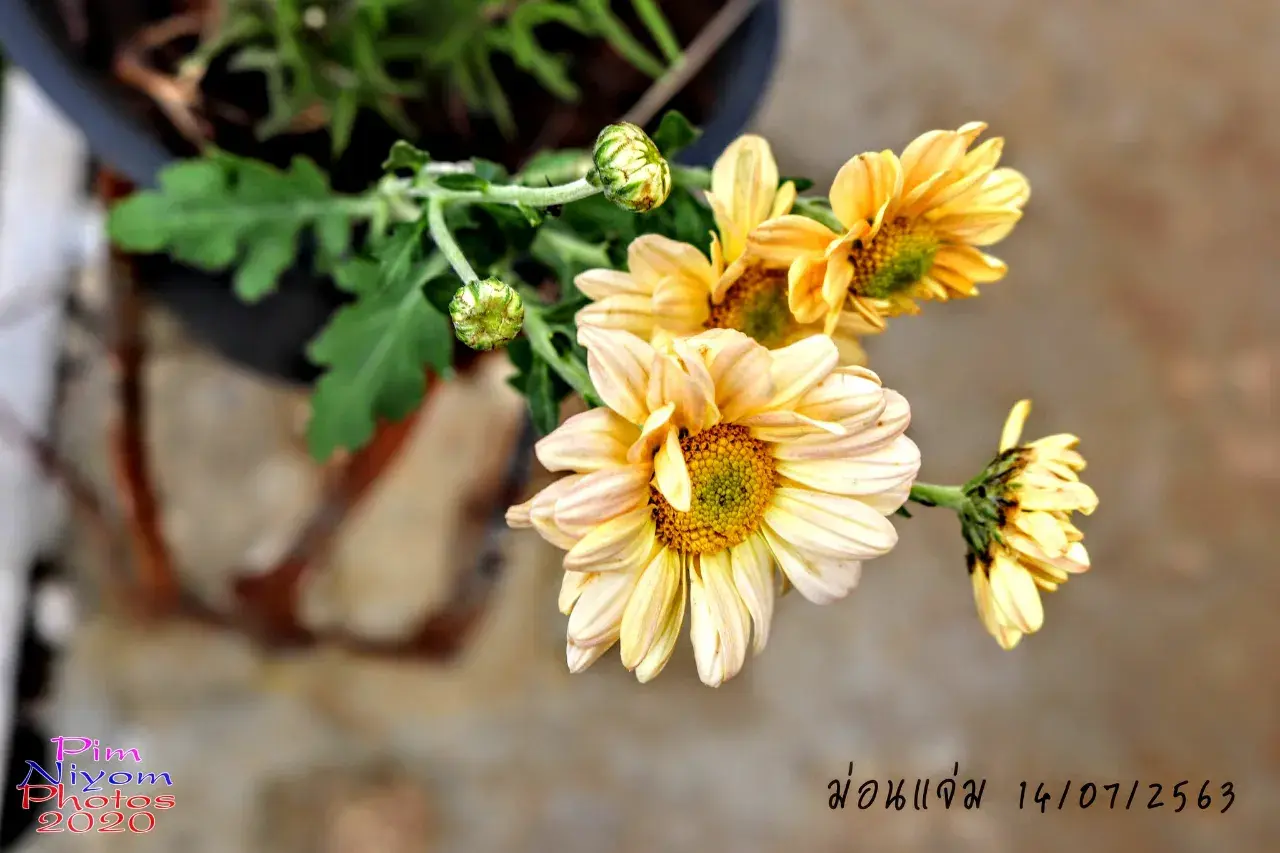 ดอกไม้ #ม่อนแจ่ม #เชียงใหม่