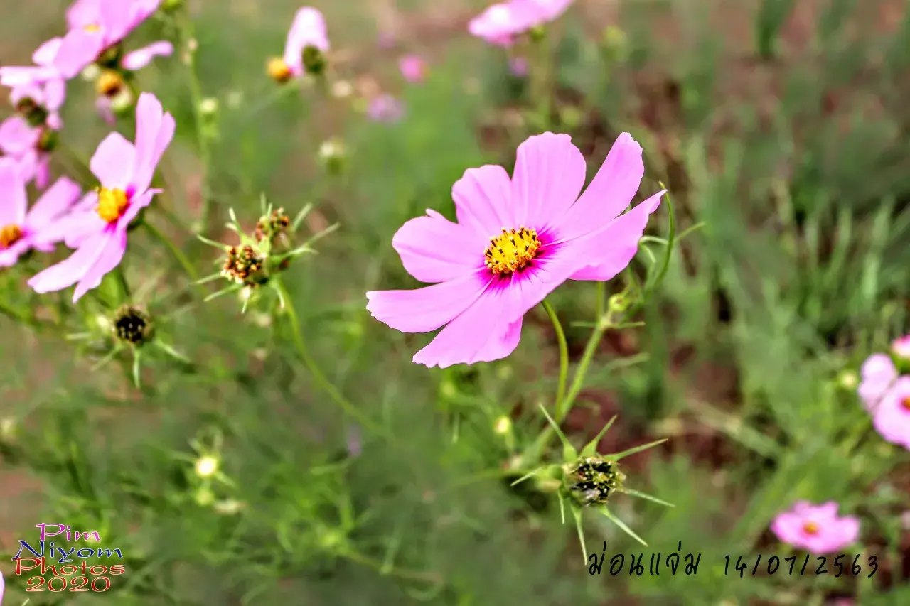 ดอกไม้ #ม่อนแจ่ม #เชียงใหม่