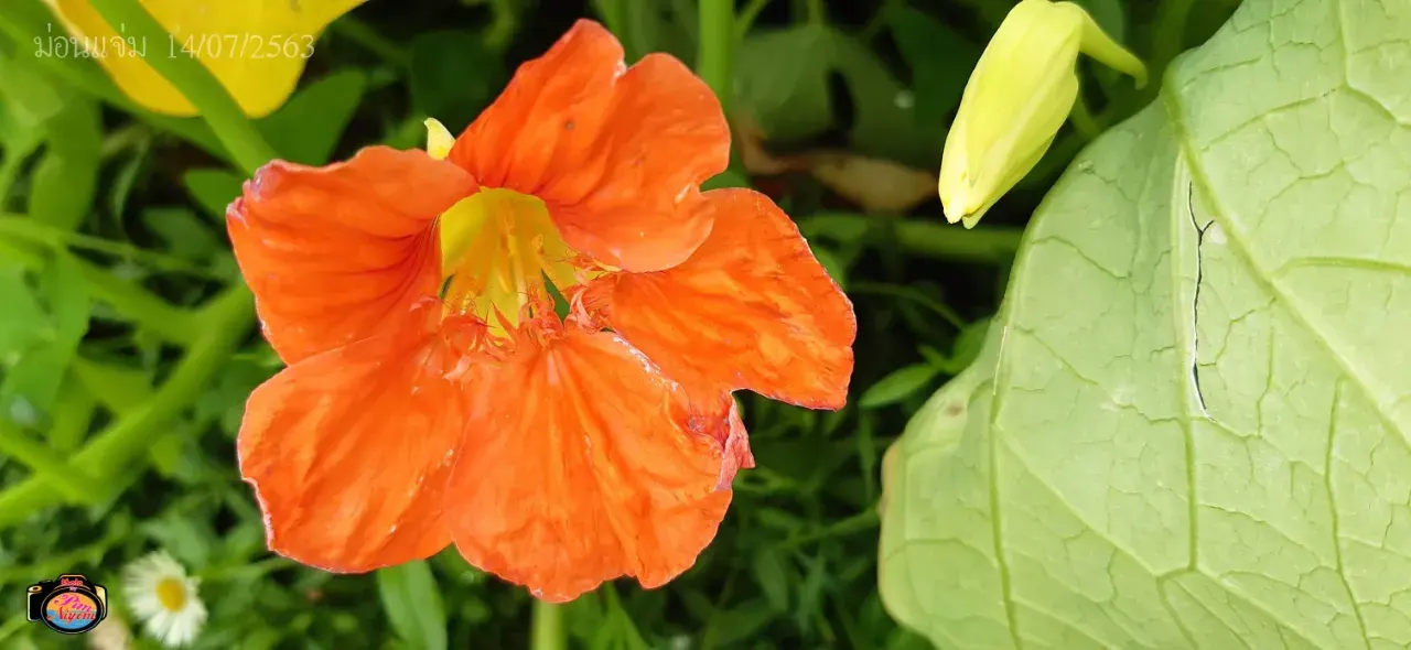 ดอกไม้ #ม่อนแจ่ม #เชียงใหม่