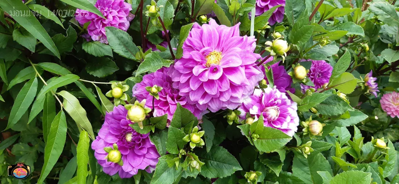 ดอกไม้ #ม่อนแจ่ม #เชียงใหม่