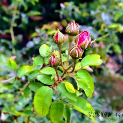 ดอกไม้ #ม่อนแจ่ม  #เชียงใหม่