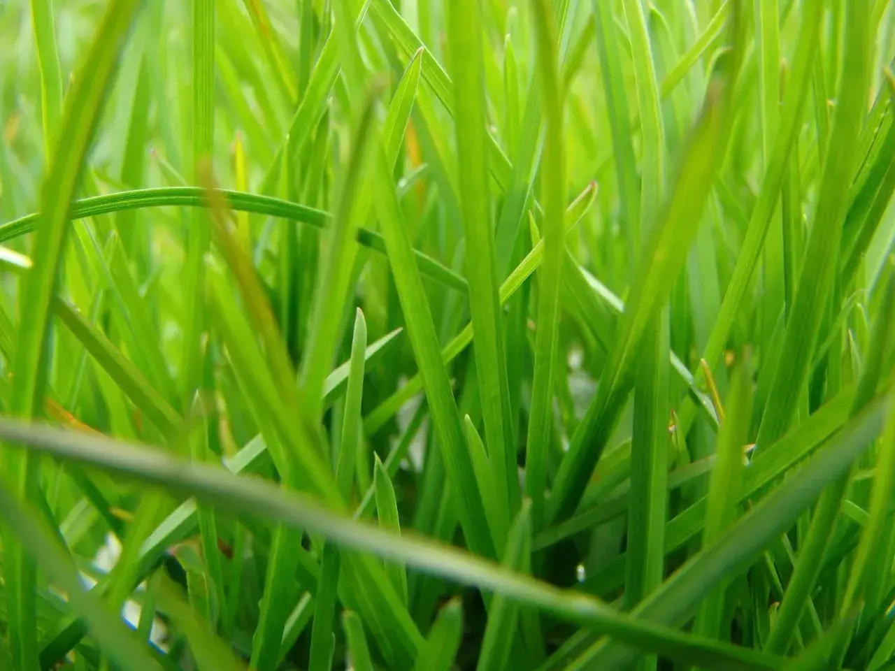 วอลสมัยก่อน