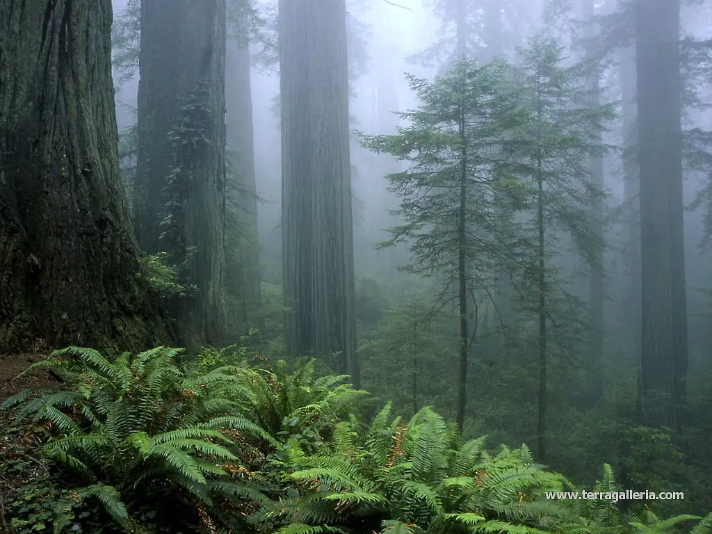 วอลสมัยก่อน