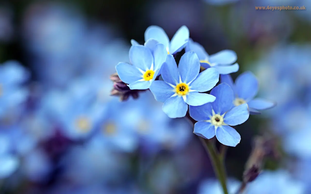 วอลสมัยก่อน