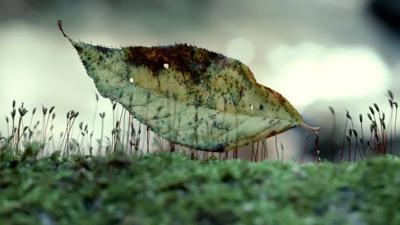 วอลสมัยก่อน